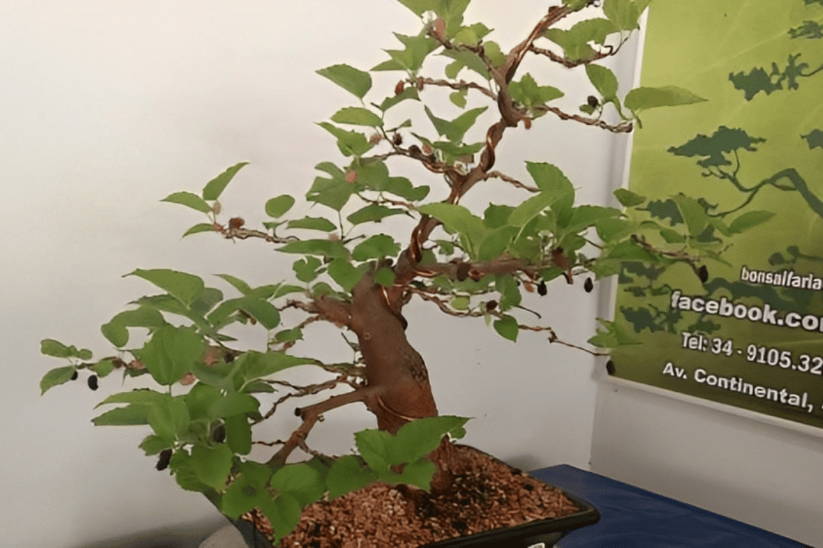 Blackberry bonsai featured image