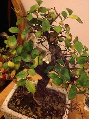 Bonsai with Burnt Leaves