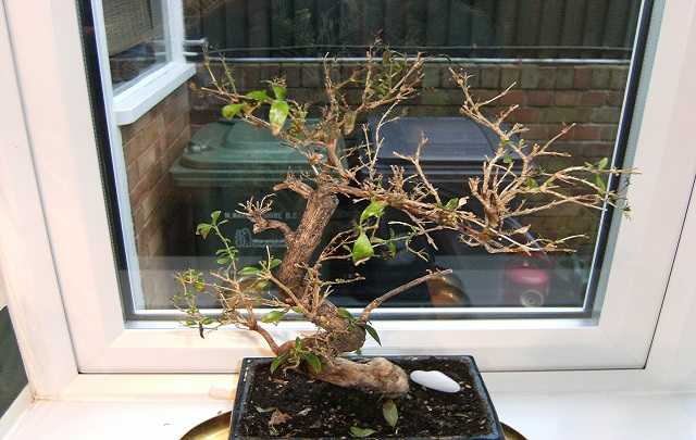 Bonsai with Falling Leaves