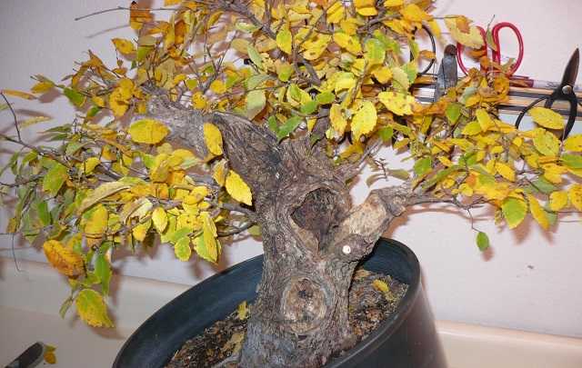 Bonsai with Yellowing Leaves