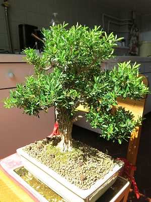 Boxwood bonsai 1