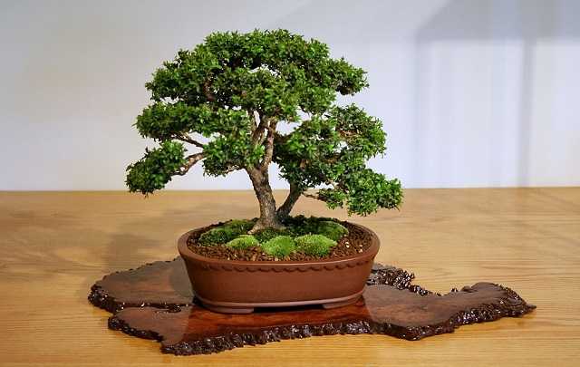 Buxus bonsai tree