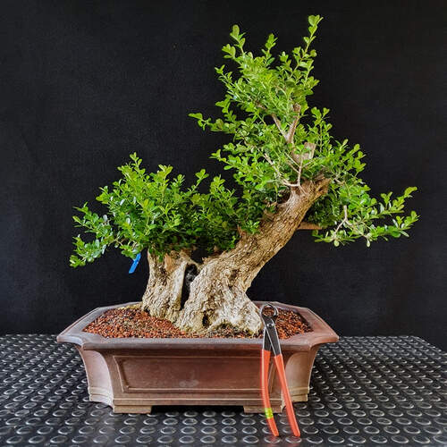 Buxus sempervirens bonsai