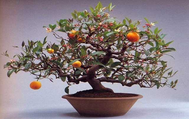 Cultivation orange bonsai