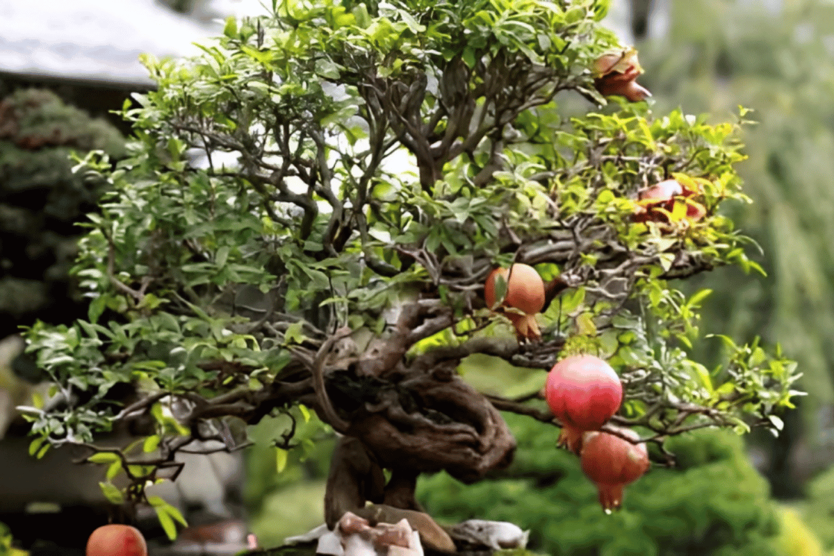 Featured image Pomegranate Bonsai