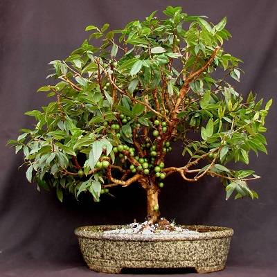 Jabuticaba bonsai 1