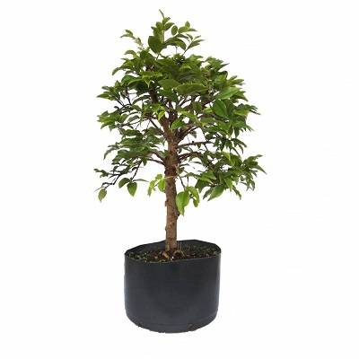 Jabuticabeira bonsai