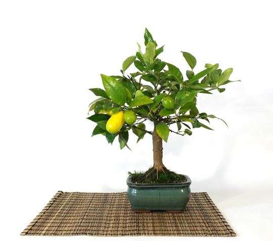 Lemon bonsai