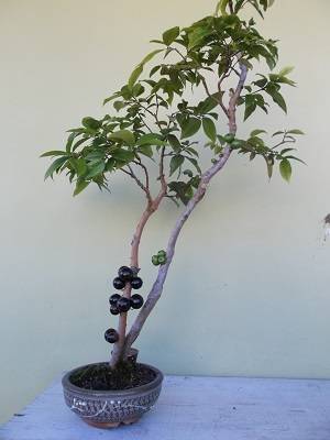 jaboticaba bonsai with fruits