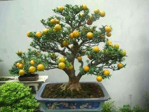 lemon bonsai 2