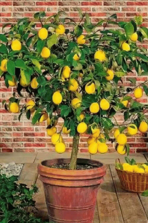 lemon bonsai tree