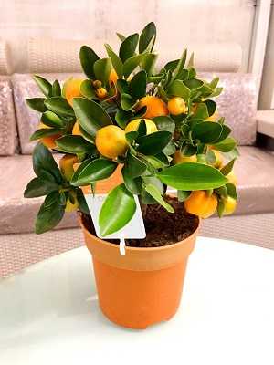 orange bonsai 2