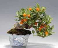 orange tree bonsai