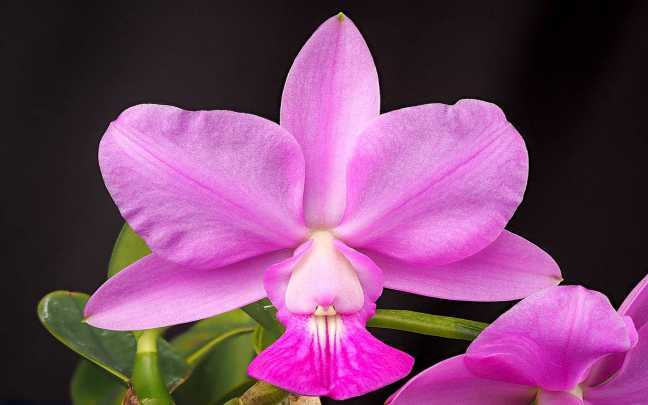 Cattleya orchid 02