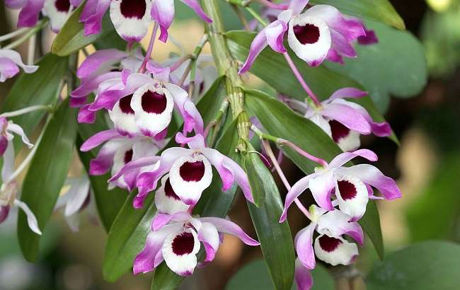 Dendrobium orchid 02