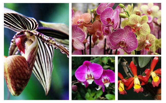 Facts About Orchids