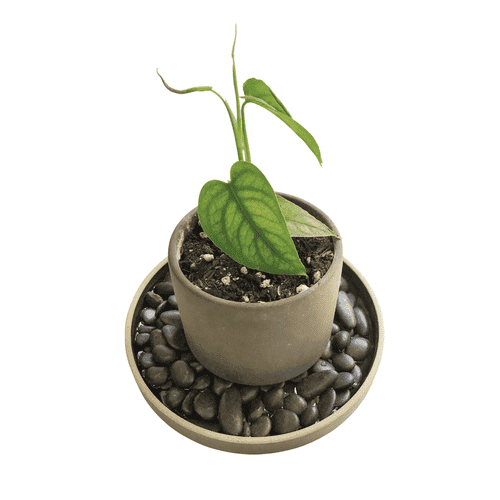 Moisture vase for plants