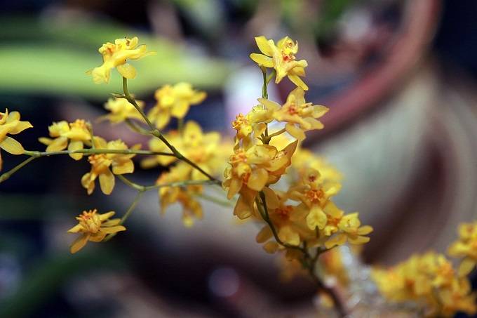 Oncidium orchid 01