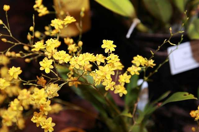 Oncidium orchid 02