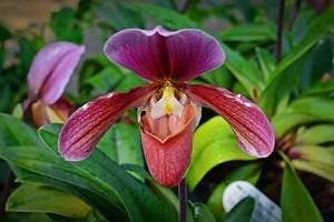 Paphiopedilum orchid 01