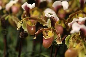 Paphiopedilum orchid 02