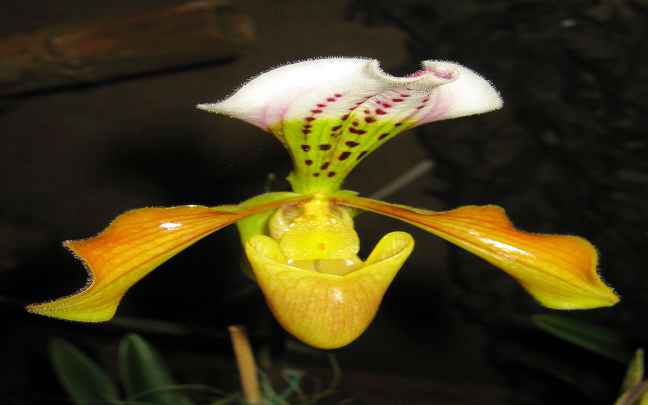 Paphiopedilum orchid 03