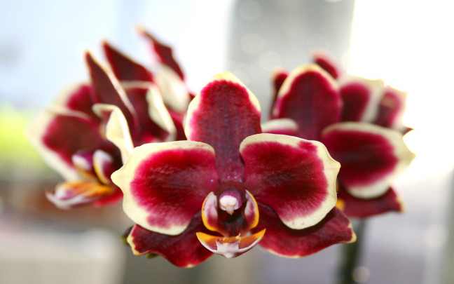 Phalaenopsis orchid 01