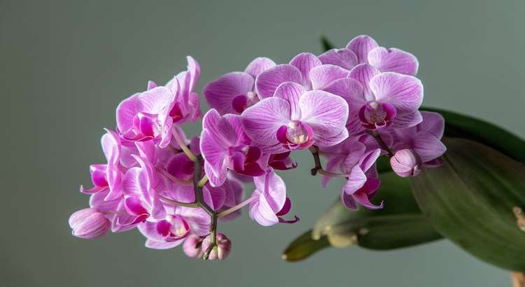 Phalaenopsis orchid 02