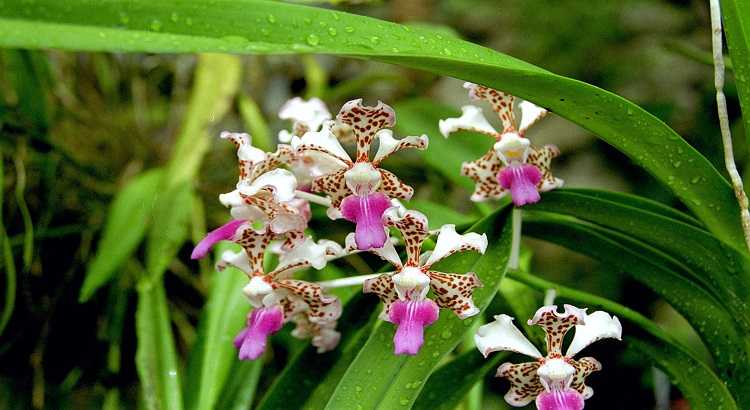 Vanda orchid 02