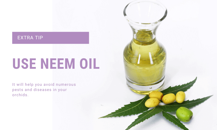 use neem oil