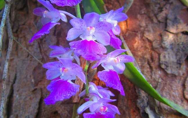 Aerides orchid