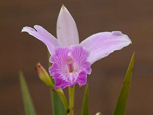 Arundina orchid