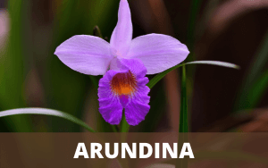 Arundina