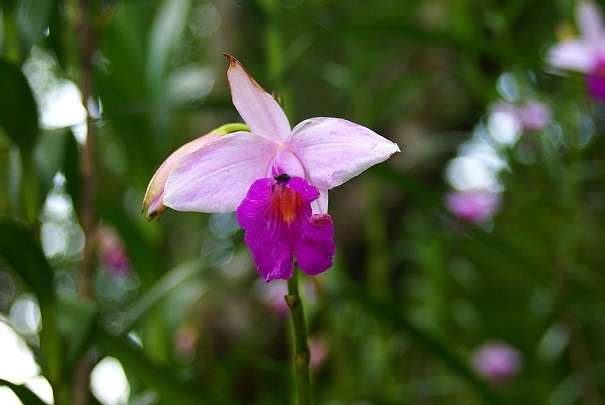 Bamboo orchid 2