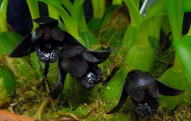 Black orchid 3