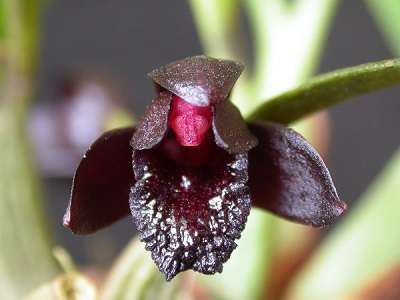 Black orchid flower