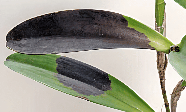 Black spots on the leaves of an orchid due to black rot