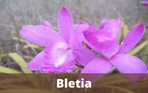 Bletia