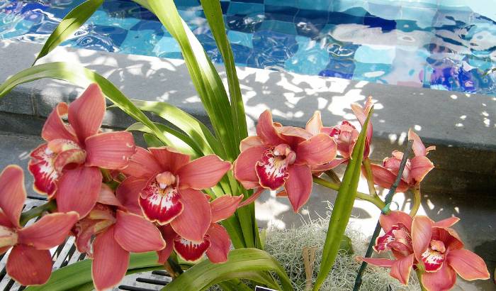 Boat orchid with red flowers