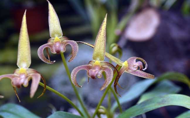 Bulbophyllum Species