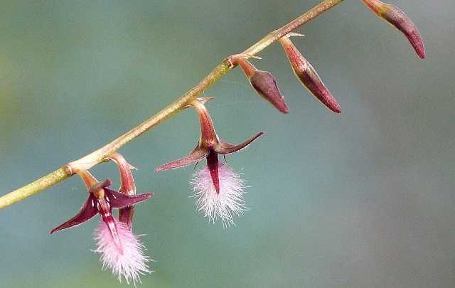Bulbophyllum miniatum bulbophyllum saltatorium