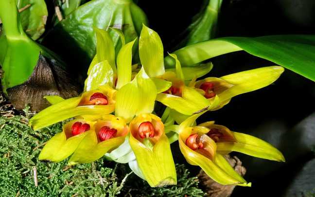 Bulbophyllum orchids