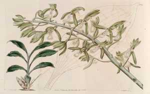 Catasetum cristatum