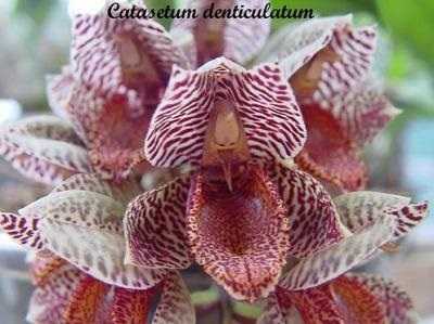 Catasetum denticulatum