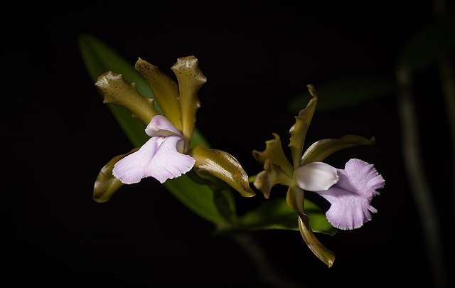 Cattleya bicolor 3