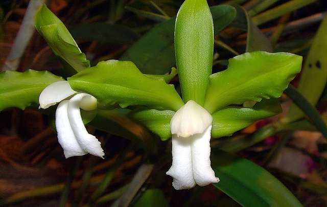 Cattleya bicolor alba
