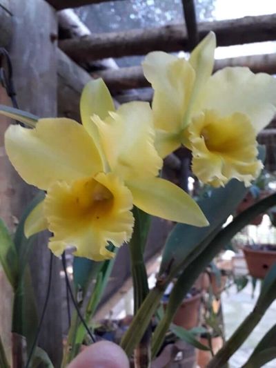 Cattleya flores amarelas