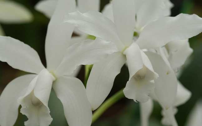 Cattleya intermedia 2