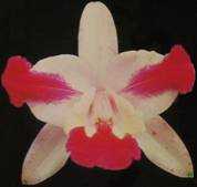 Cattleya intermedia aquinii