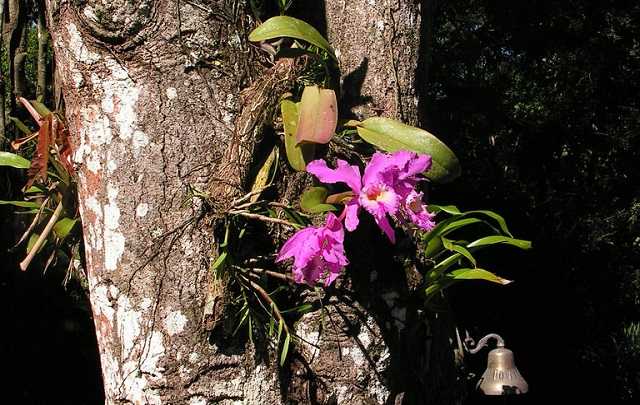 Cattleya labiata habitat